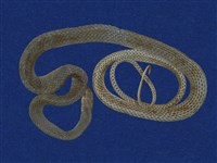 藏品(細紋南蛇)的圖片